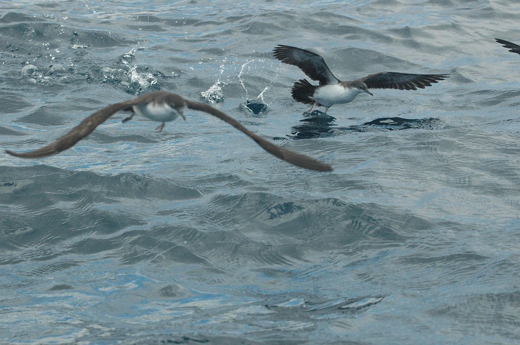 Shearwater, Audobon's, 2004-11014552.JPG - Audobon's Shearwater